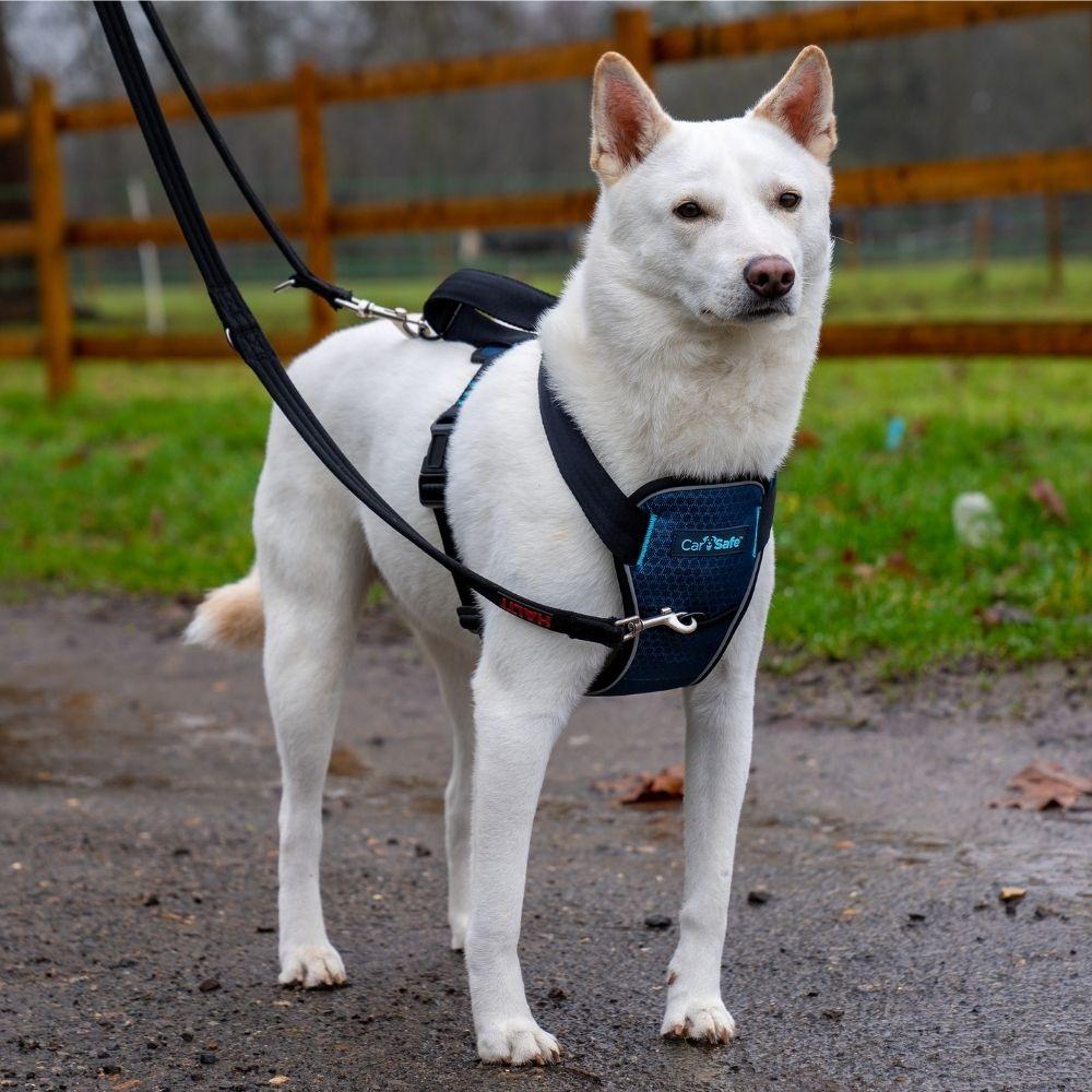 CarSafe Crash Tested Dog Harness