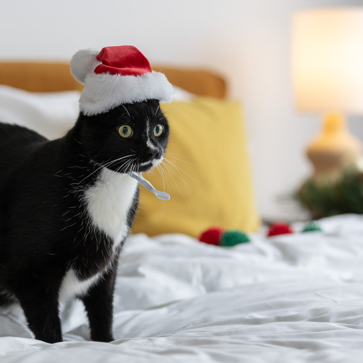 Petstock Christmas Santa Dog Hat