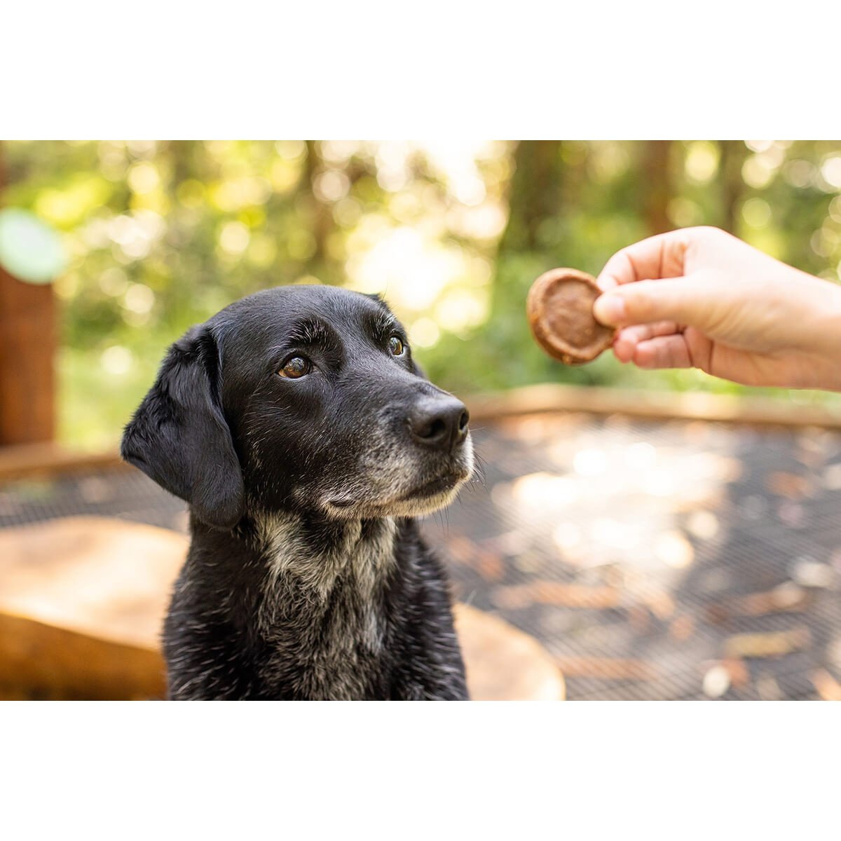 All Barks Aussie Mini Chicken Burgers Dog Treats 110g