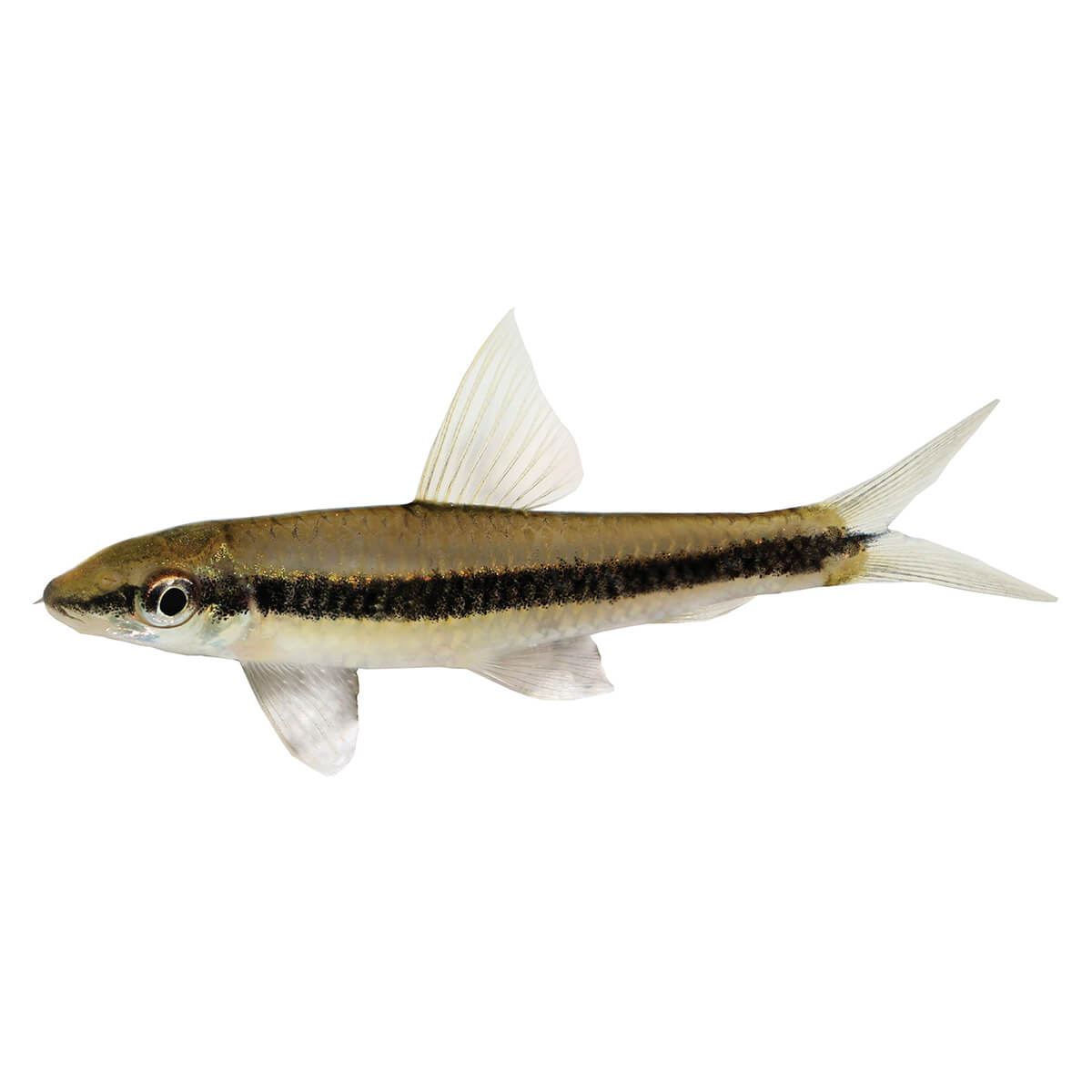 Siamese Flying Fox Shark Real Fish 3.5cm