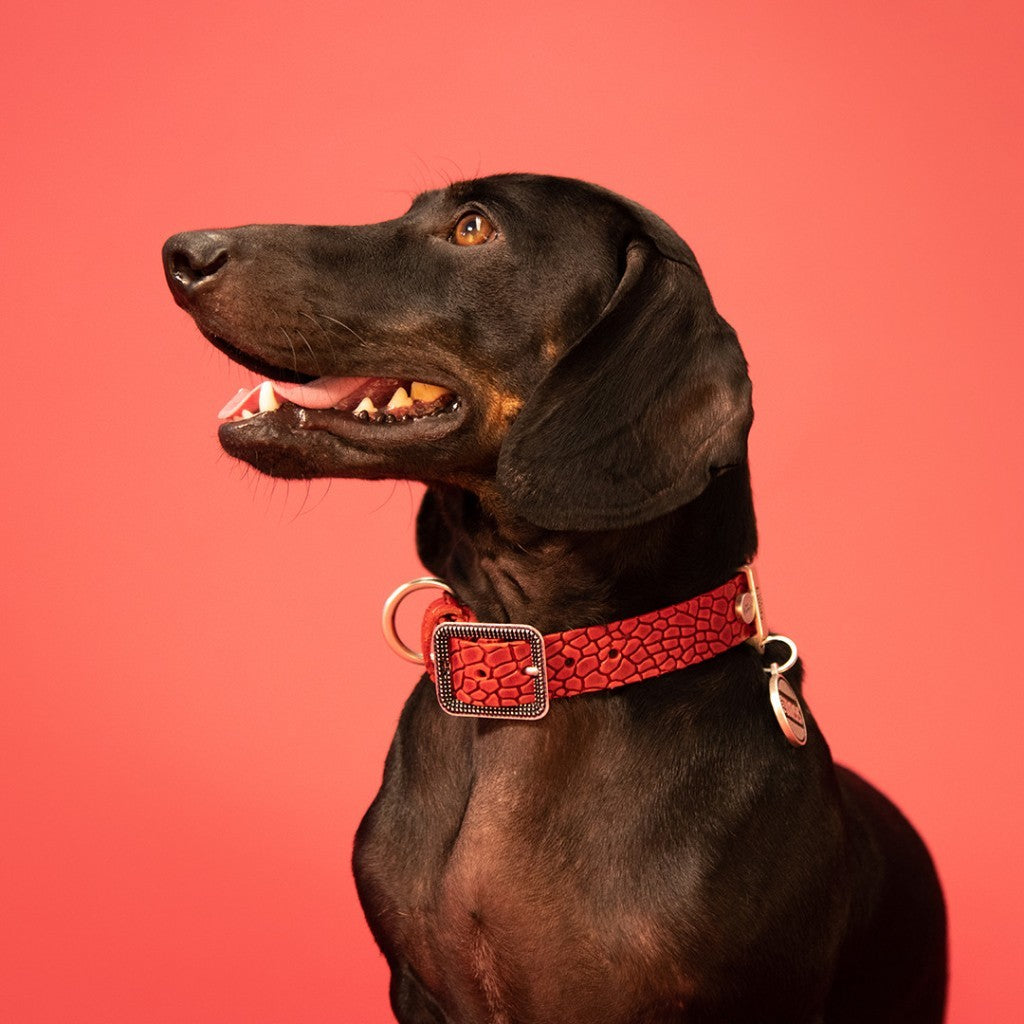 My Family Tucson Leather Collar