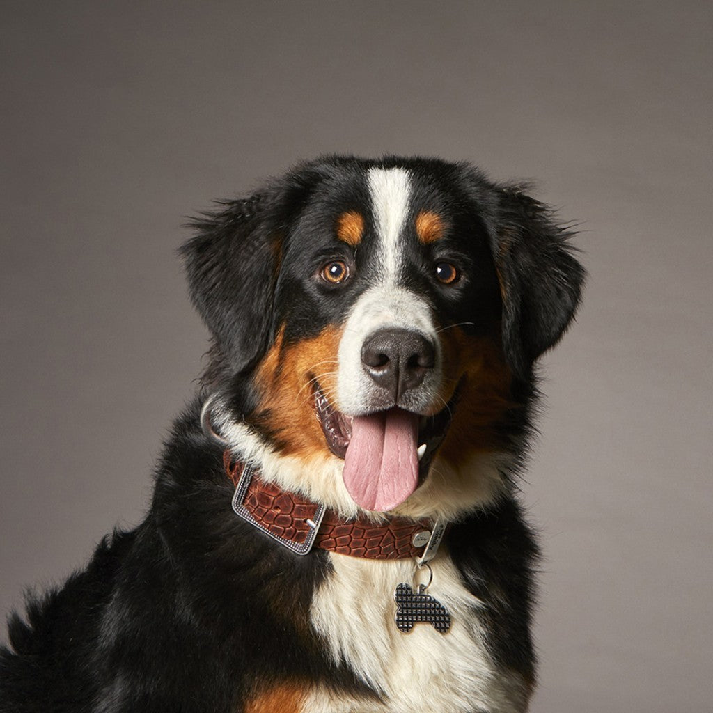 My Family Tucson Leather Collar