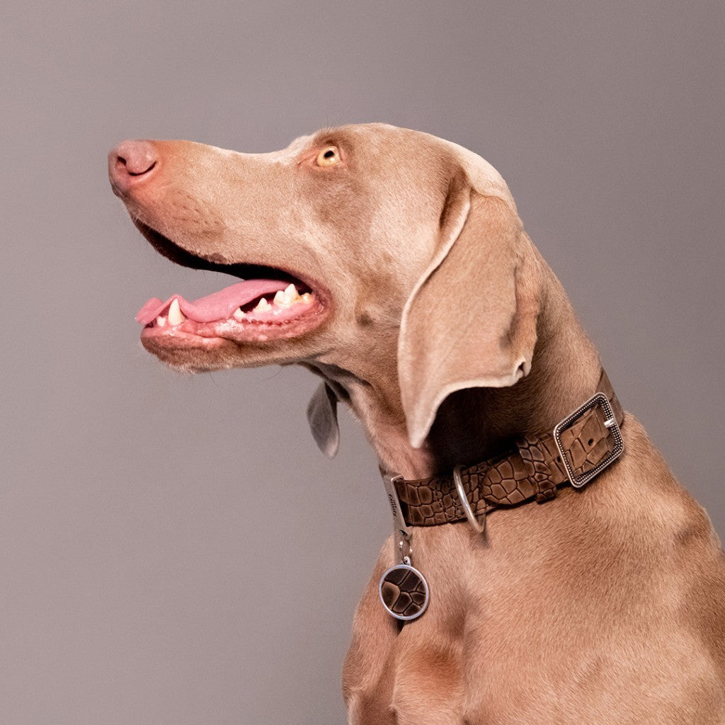 My Family Tucson Leather Collar