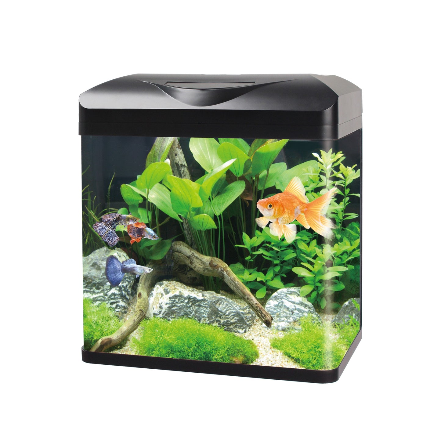 Aqua Care All-In-One Aquarium