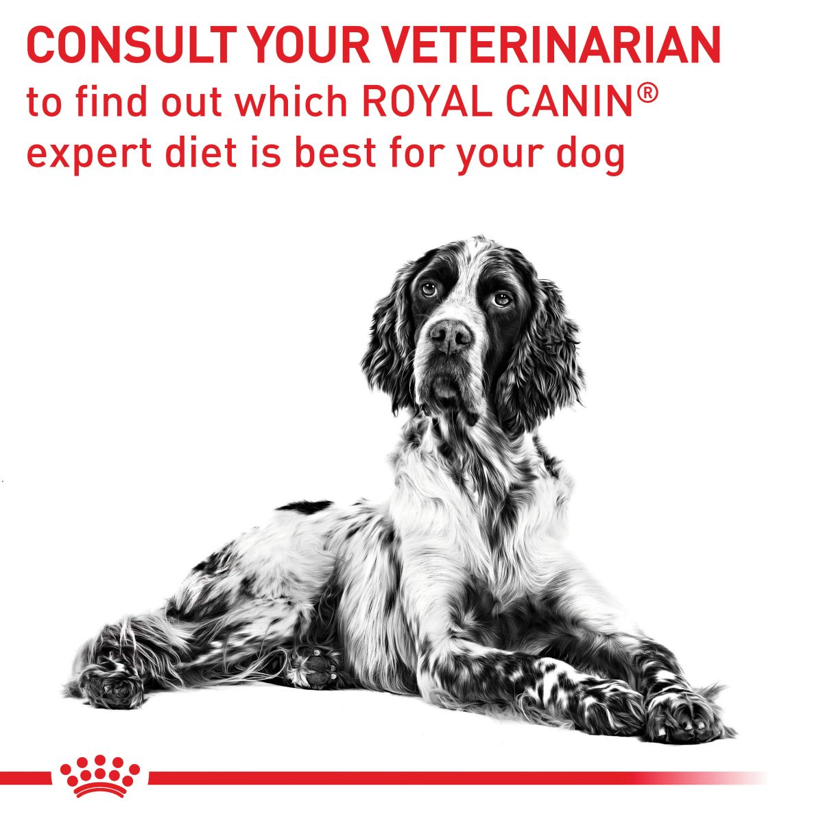 Royal Canin VET Mature Consult Loaf Wet Dog Food 85g