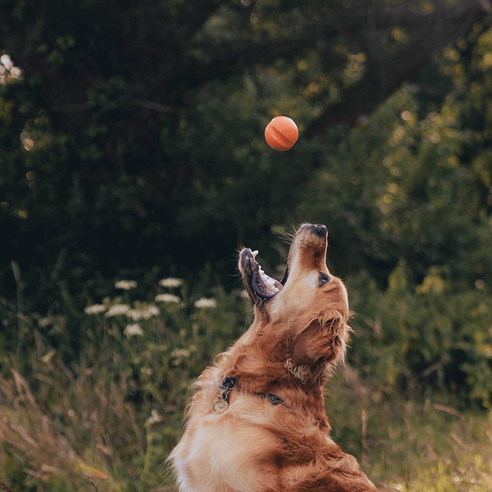 Beco Rubber Fetch Ball Dog Toy