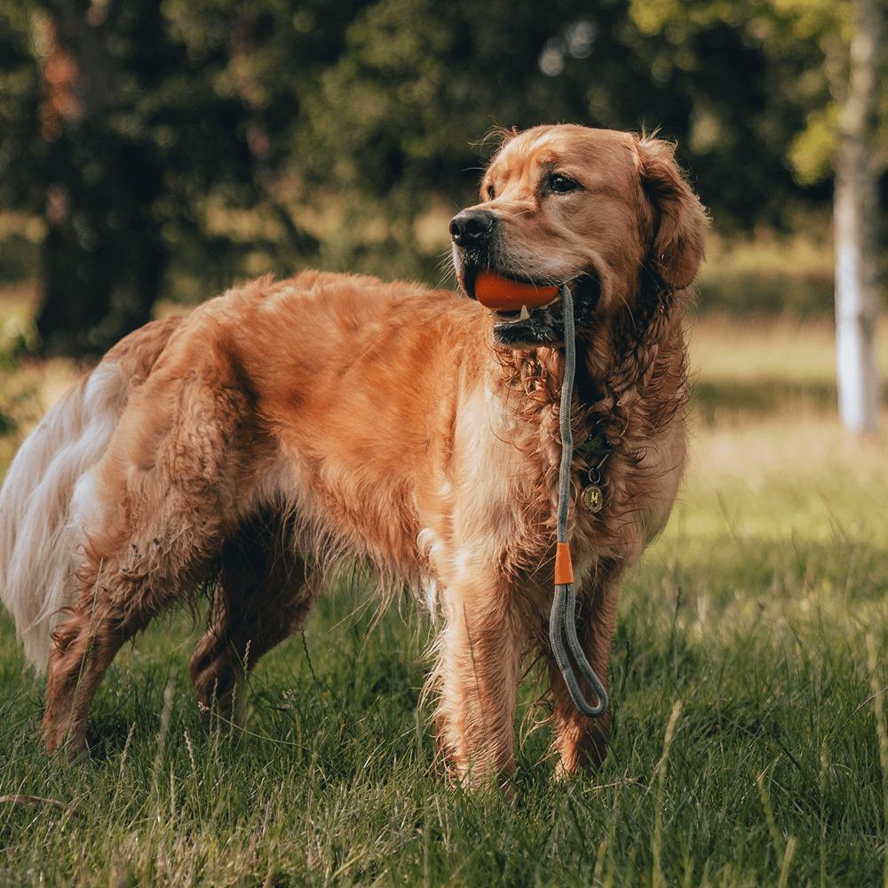 Beco Rubber Slinger Ball for Fetch