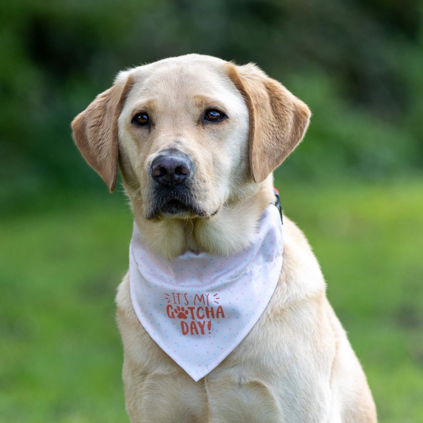 Petstock Foundation Gotcha Day Bandana