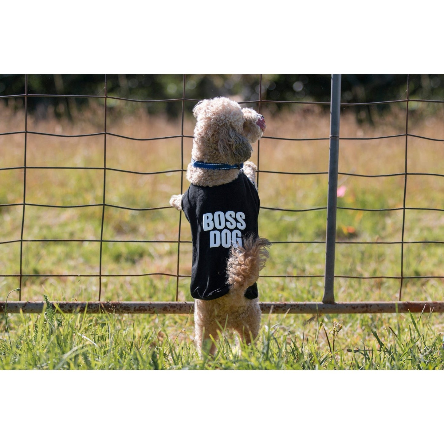 DGG T-Shirt Boss Dog