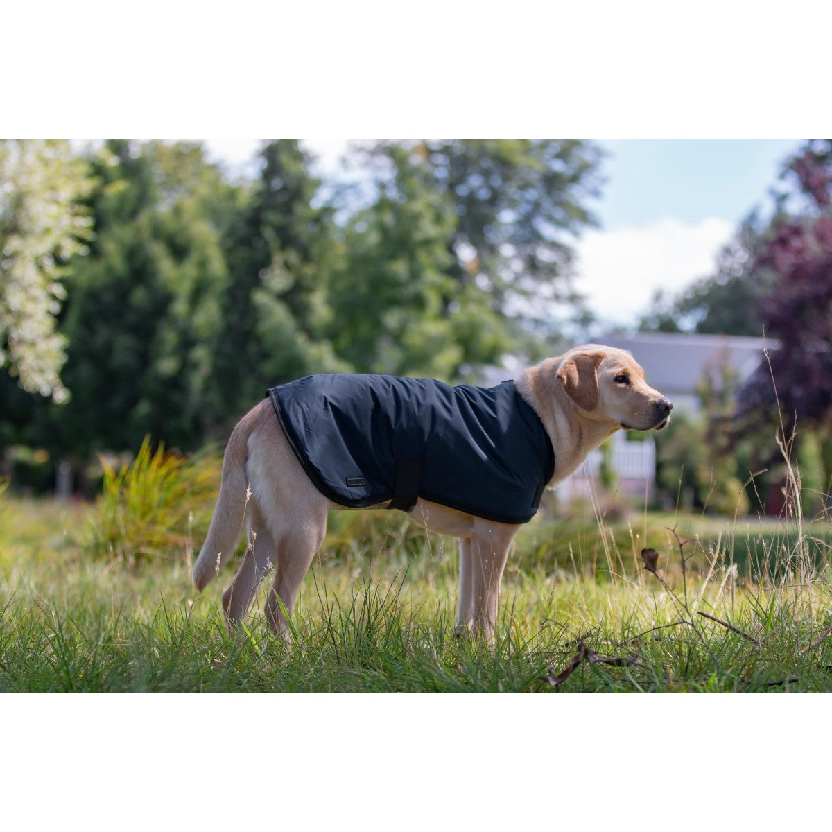 Ruff n Rugged Utility Dog Coat Navy