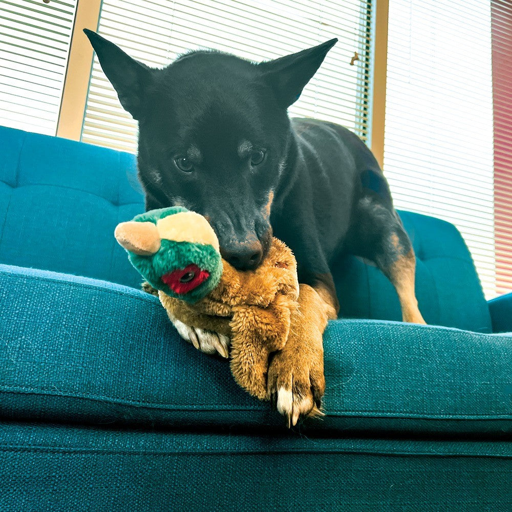 Kong Wild Low Stuff Pheasant Dog Toy