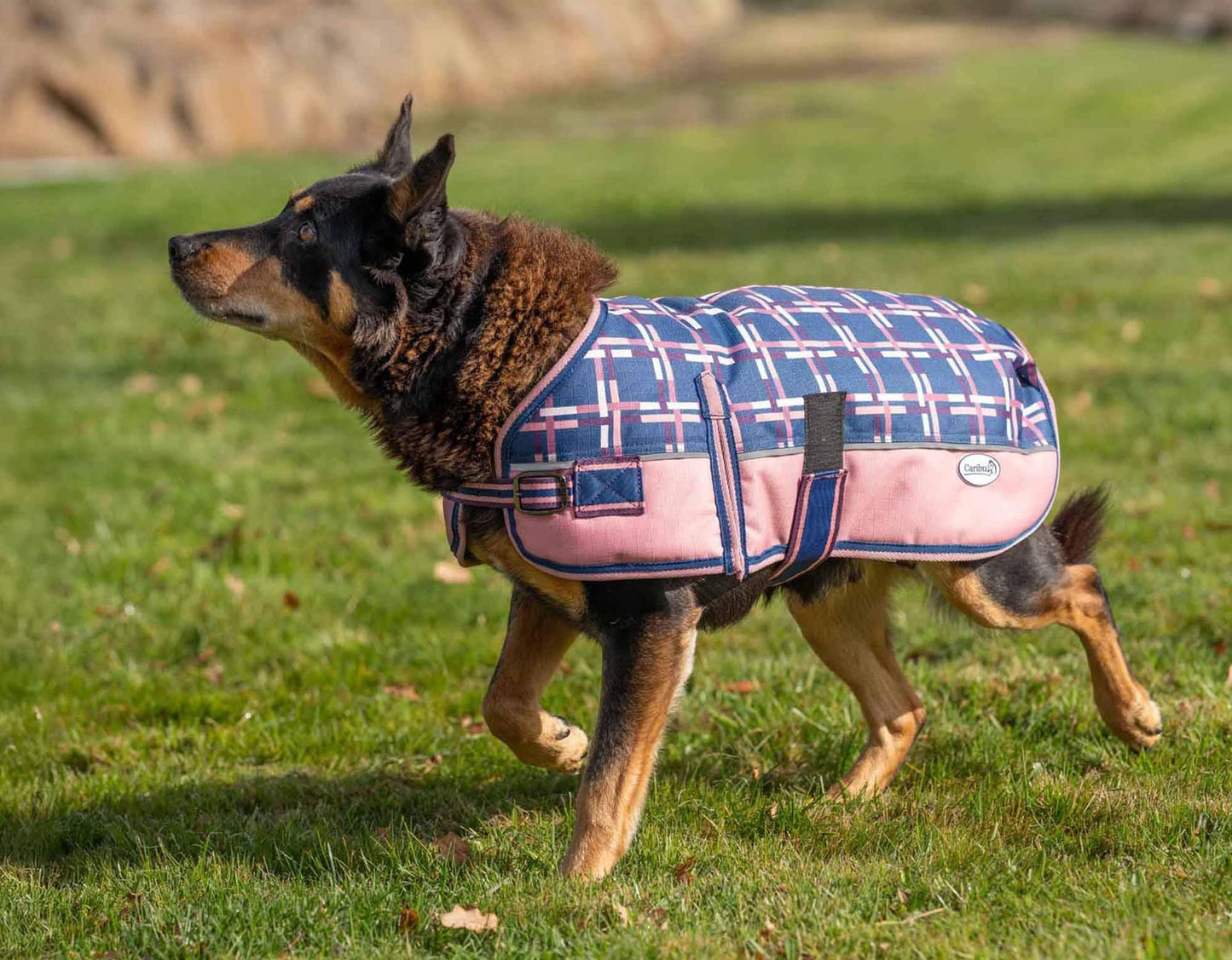 Caribu Alpine Dog Coat