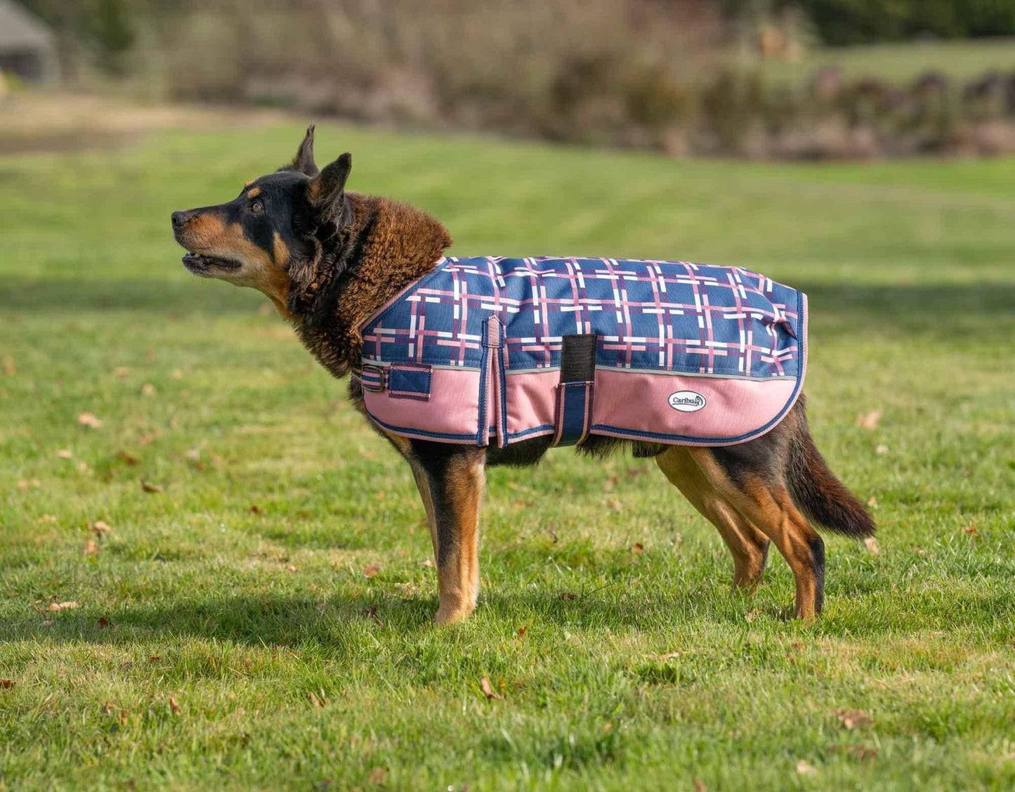 Caribu Alpine Dog Coat