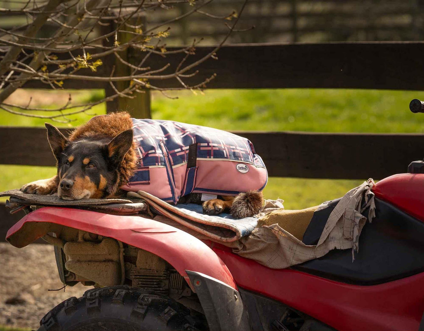 Caribu Alpine Dog Coat