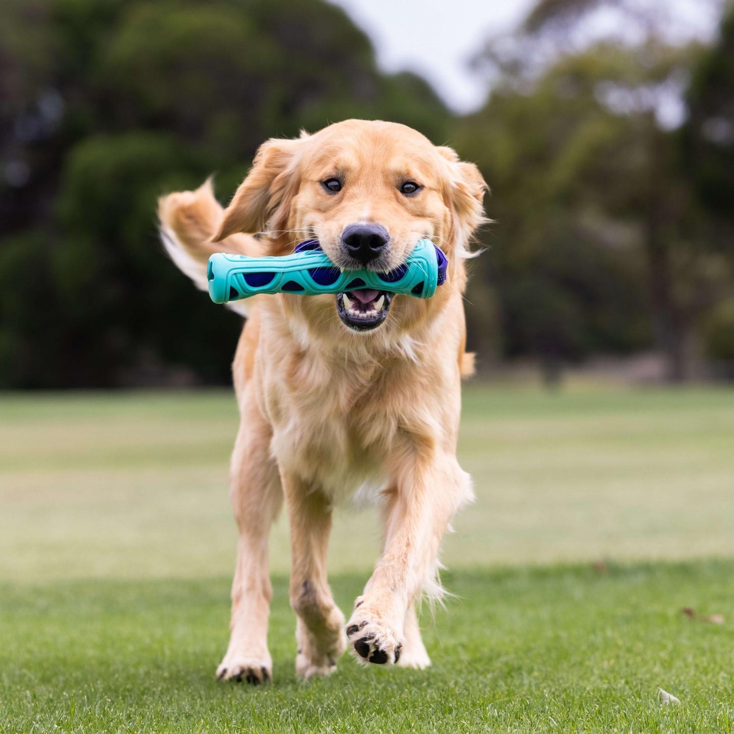 Go Get Fetch Bumper Dog Toy