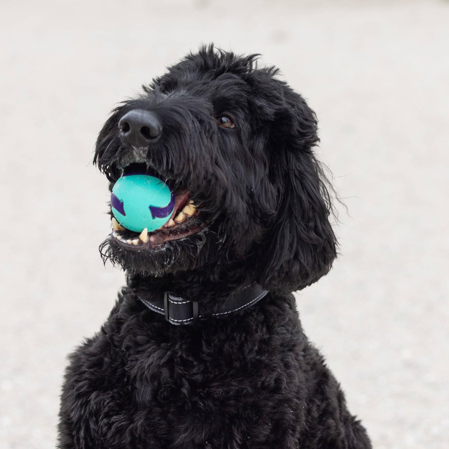 Go Get Extra Bounce Ball Dog Toy