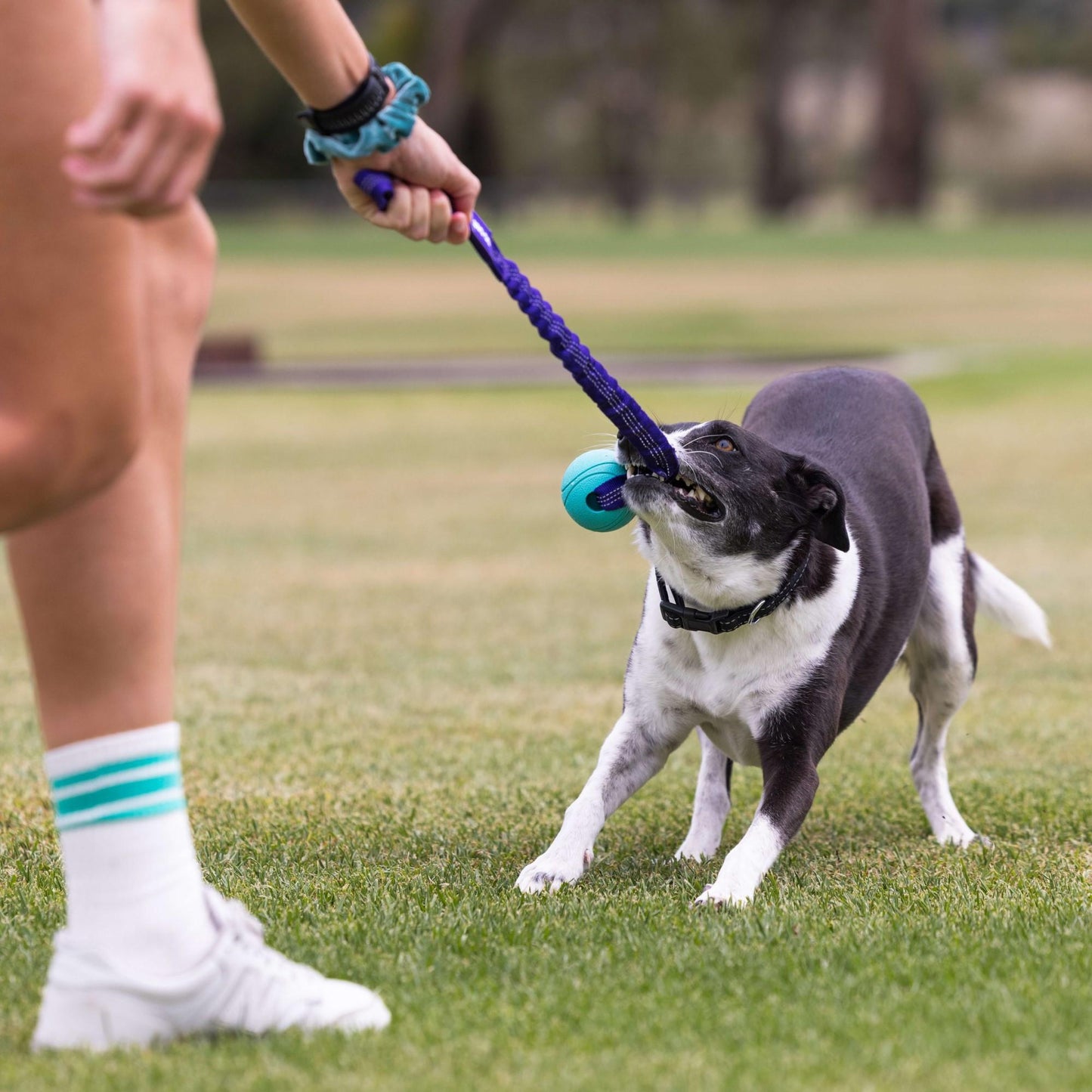 Go Get Bungee Dog Tug Toy