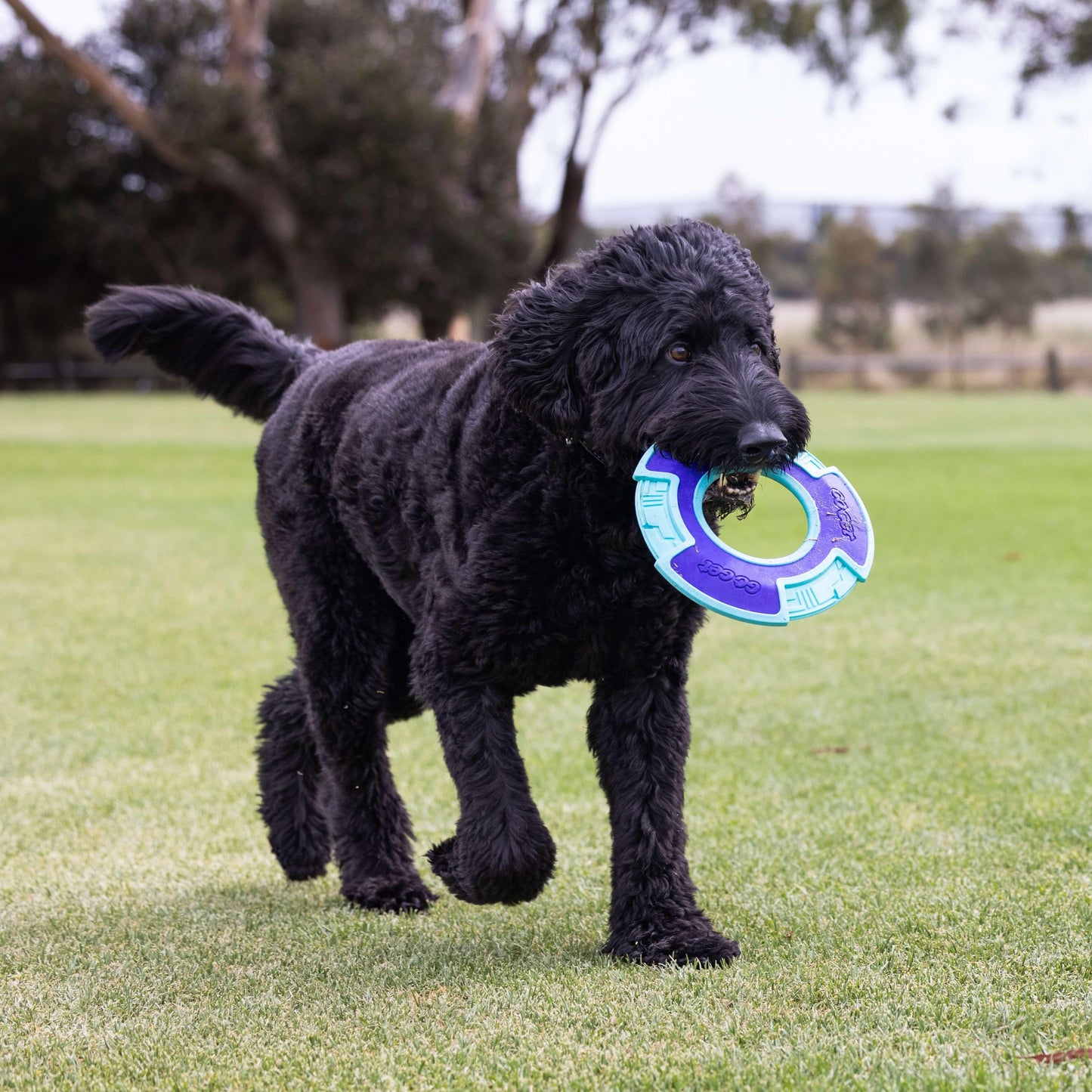 Go Get Flyer Dog Toy