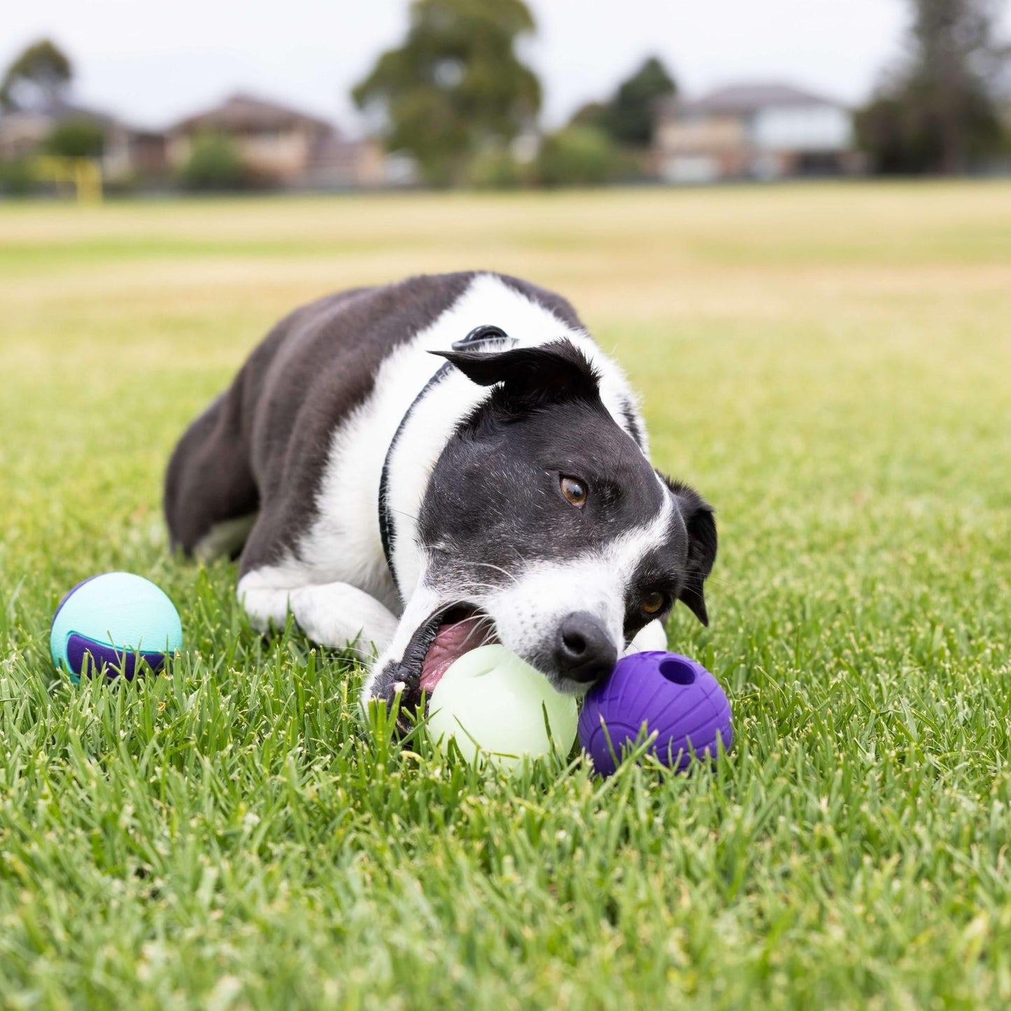 Go Get Rubber Ball Dog Toy