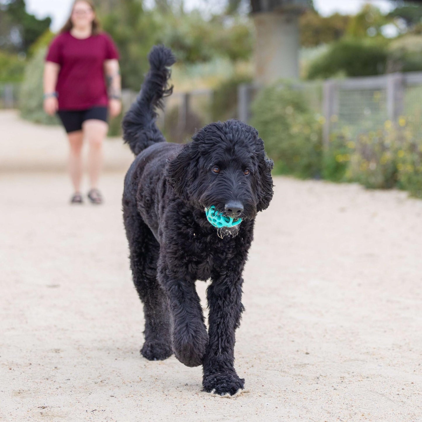 Go Get Lattice Ball Dog Toy