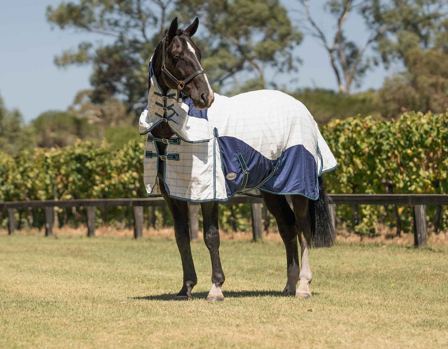 Caribu Atla Hybrid Combo Horse Rug Cobalt & Cabbage