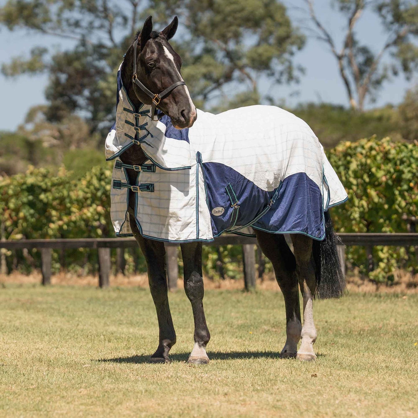 Caribu Atla Hybrid Combo Horse Rug Cobalt & Cabbage