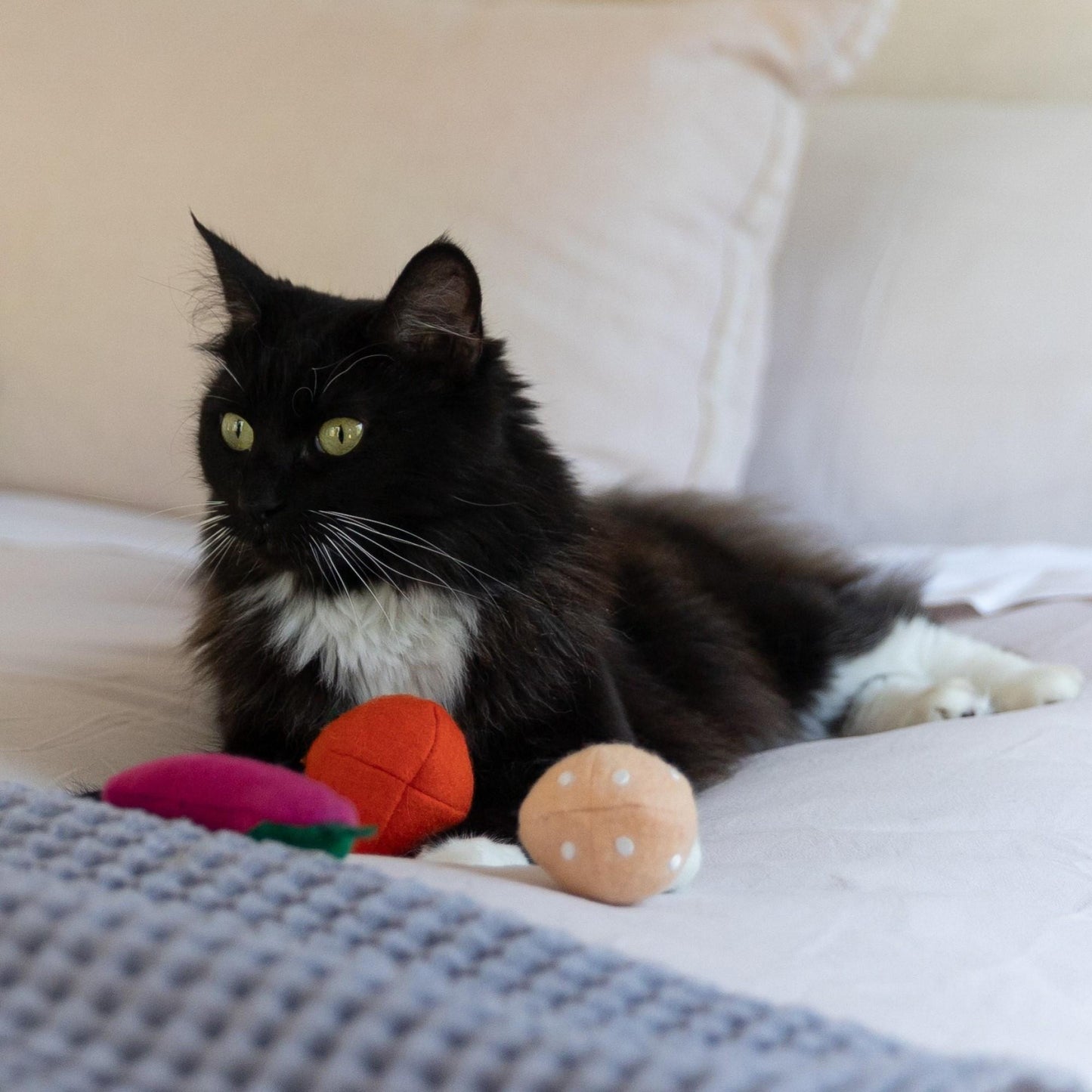 Buddy & Belle Cat Toys Multi-Pack