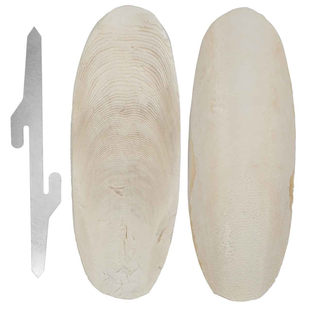 Lexi & Me Cuttlebone 2 Pack