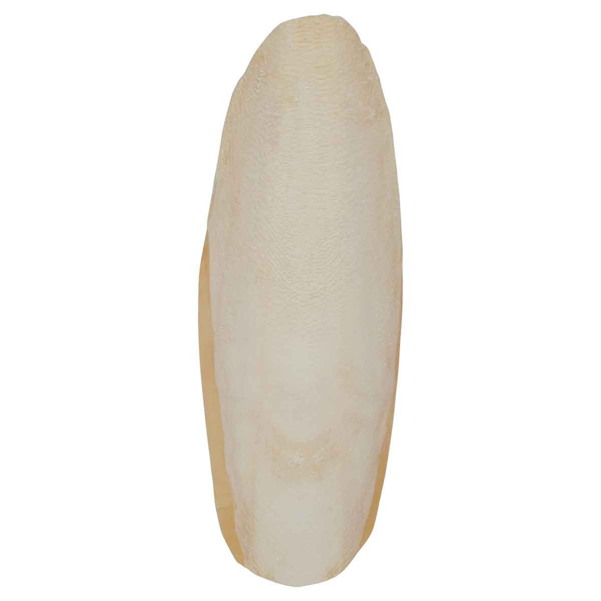 Lexi & Me Cuttlebone 2 Pack