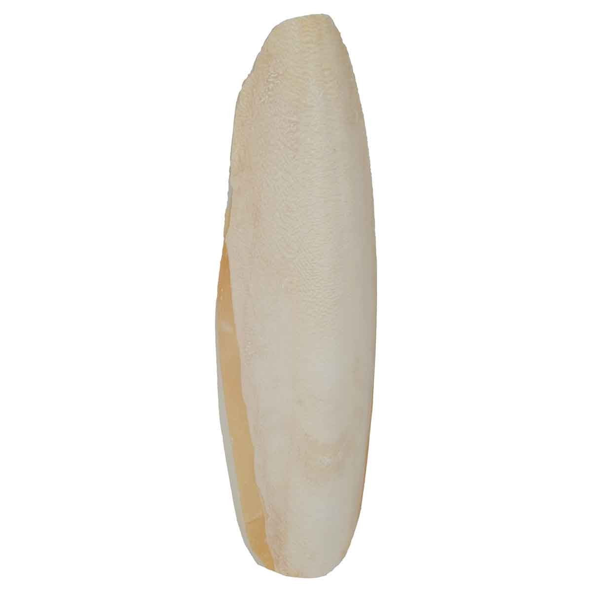 Lexi & Me Cuttlebone 2 Pack