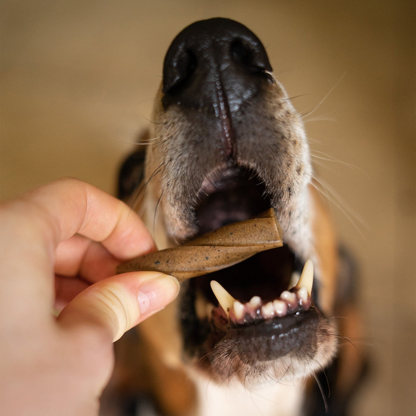 Blue Pet Co GoSmile Teeth & Gum Peanut Butter Supplement for Dogs