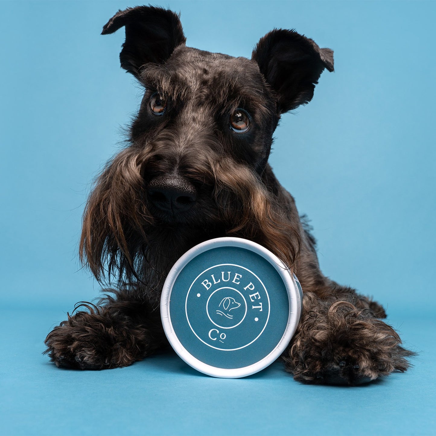 Blue Pet Co GoSmile Teeth & Gum Peanut Butter Supplement for Dogs