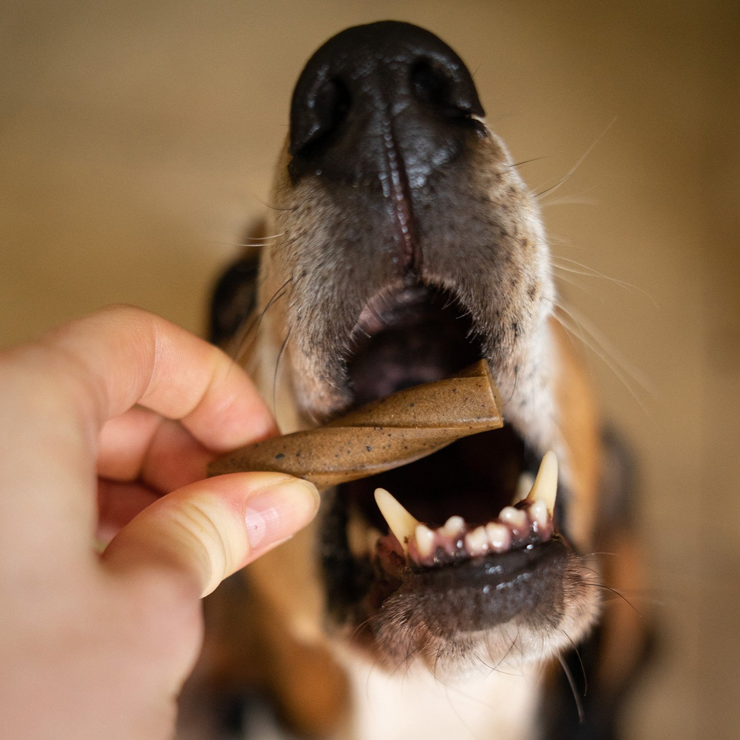 Blue Pet Co GoSmile Teeth & Gum Peanut Butter Supplement for Dogs