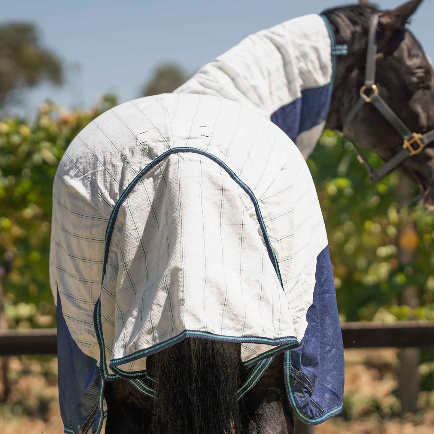 Caribu Atla Hybrid Combo Horse Rug Cobalt & Cabbage