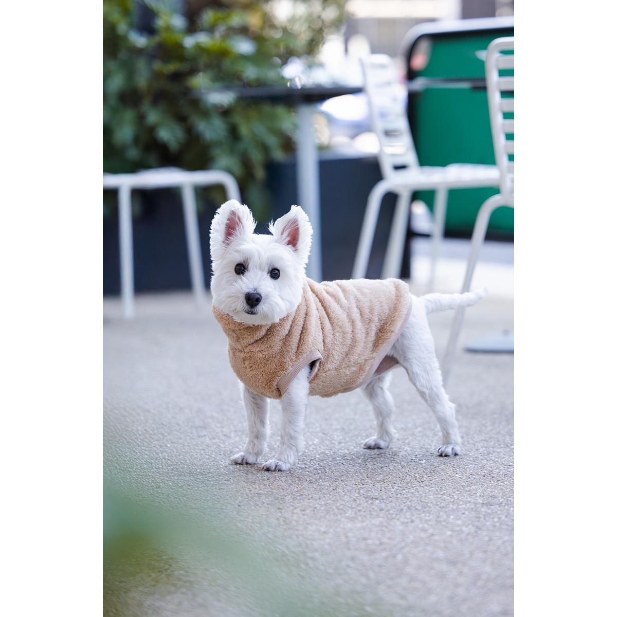 DGG Snuggly Dog Jumper Biscuit