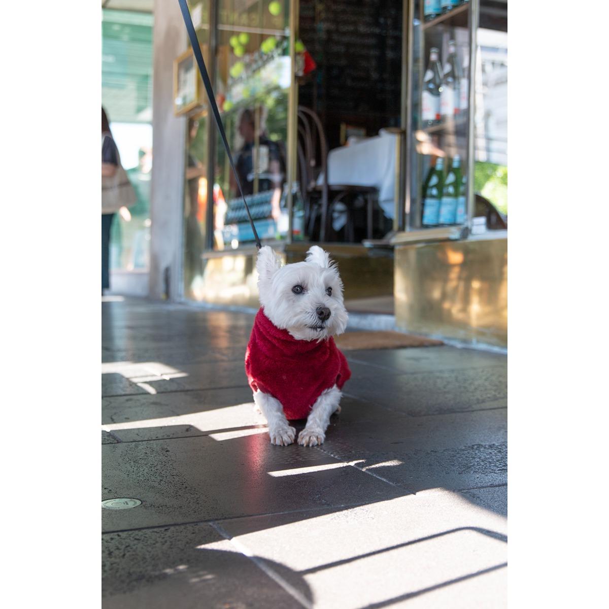 DGG Snuggly Dog Jumper Merlot