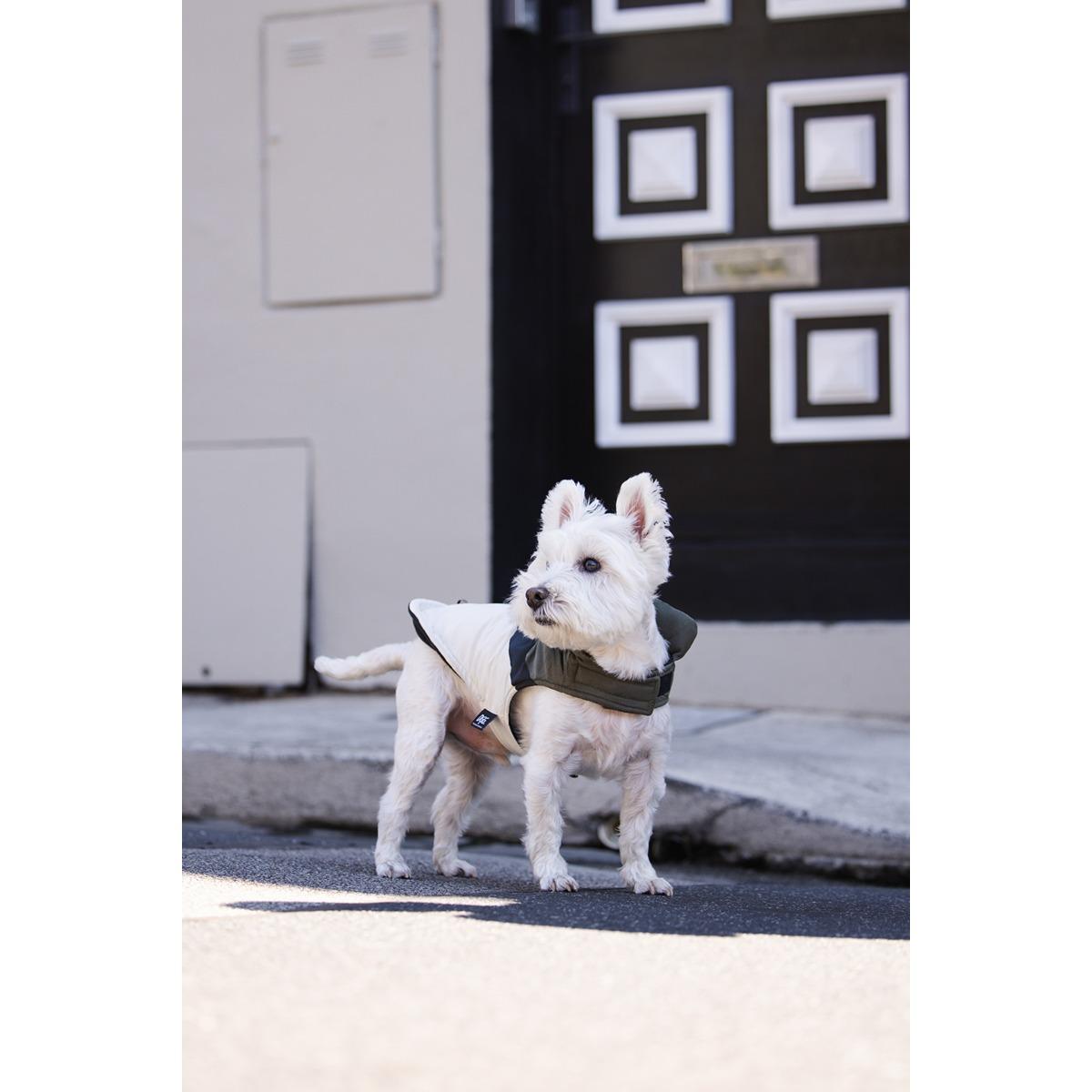 DGG Fashionista Dog Jacket Ventura