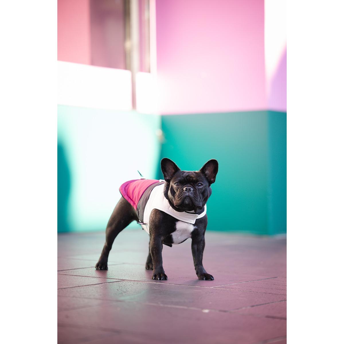 DGG Fashionista Dog Jacket Rogue