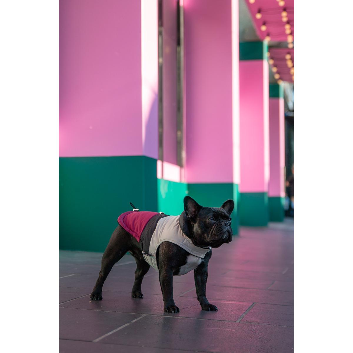 DGG Fashionista Dog Jacket Rogue