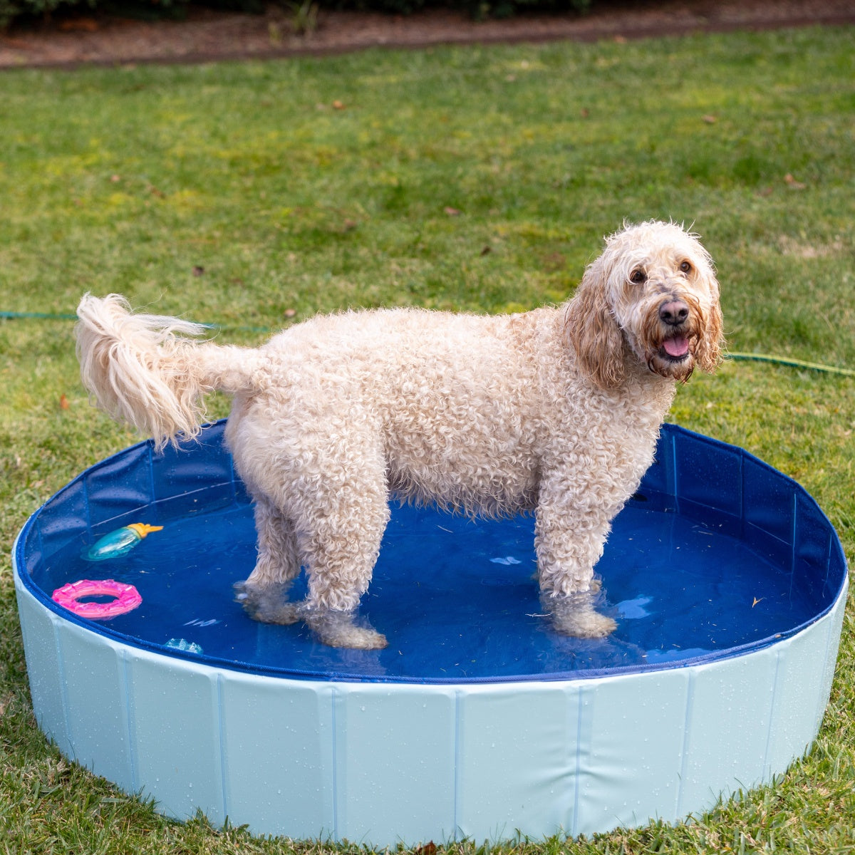 Lexi & Me Pet Pool