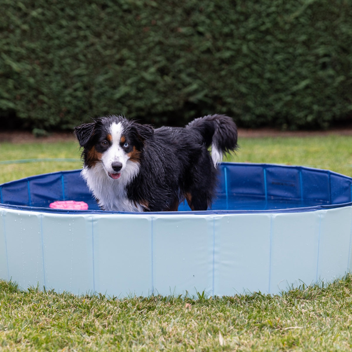 Lexi & Me Pet Pool