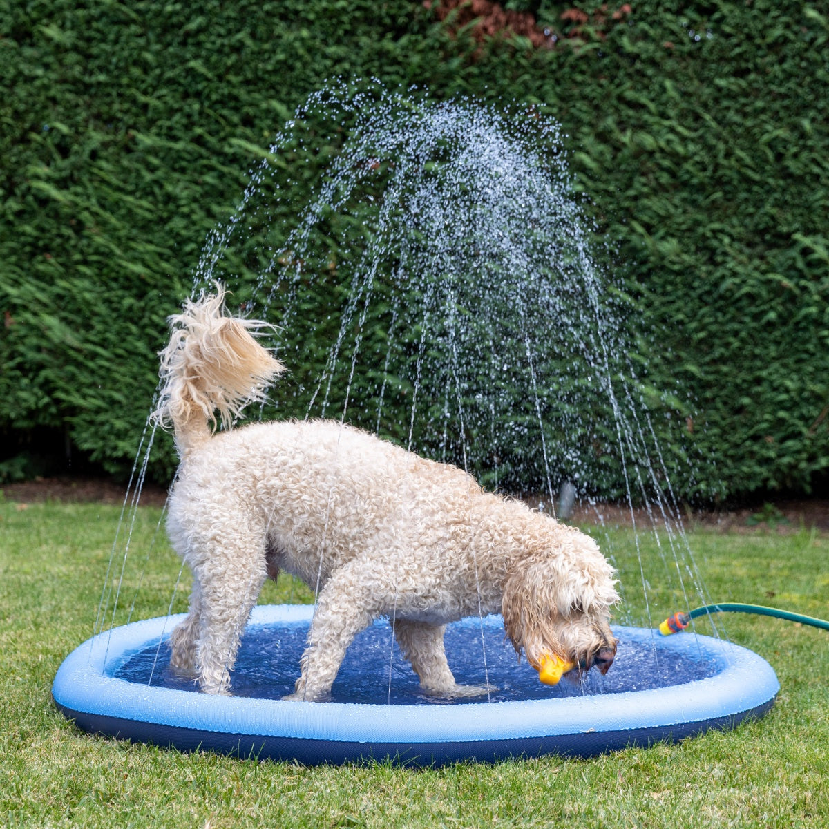Lexi & Me Pet Sprinkler Pad