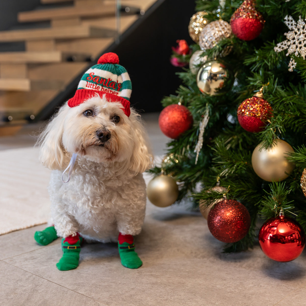 Petstock Christmas Santa's Little Helper Dog Hat