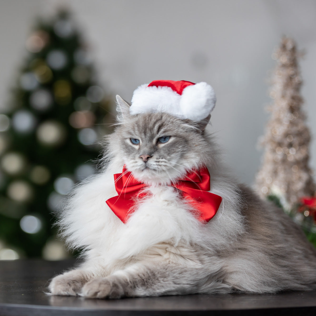 Petstock Christmas Satin Sailor Bow Dog & Cat Collar Accessory