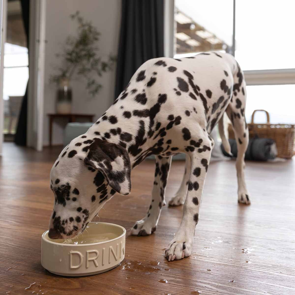 Buddy & Belle Eat-Drink Ceramic Bowl