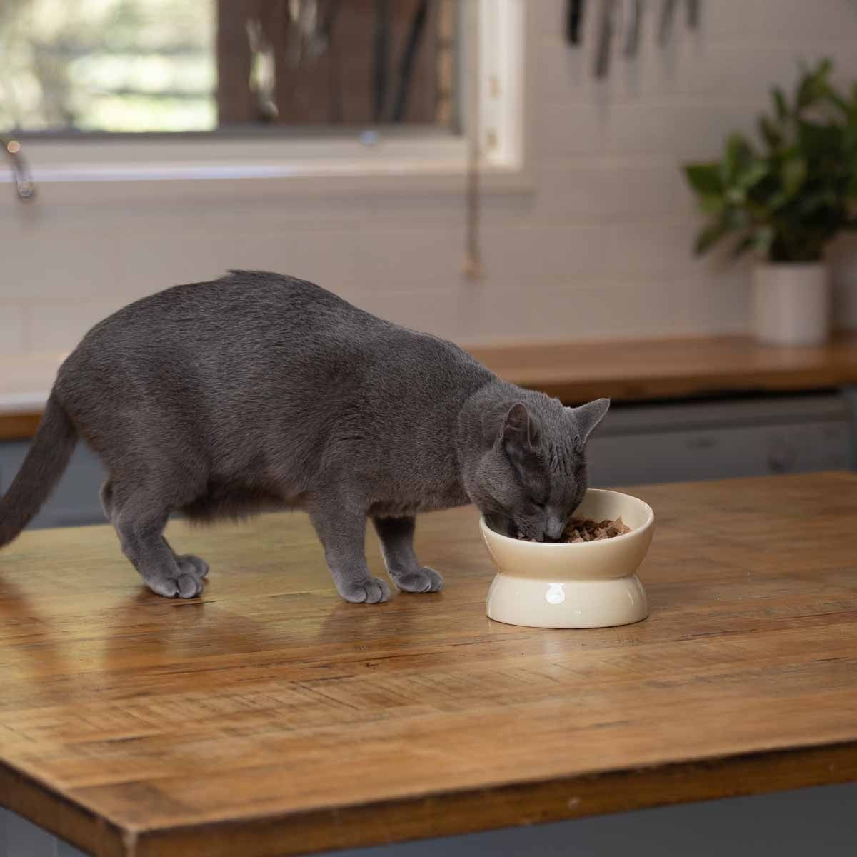 Buddy & Belle Raised Ceramic Bowl
