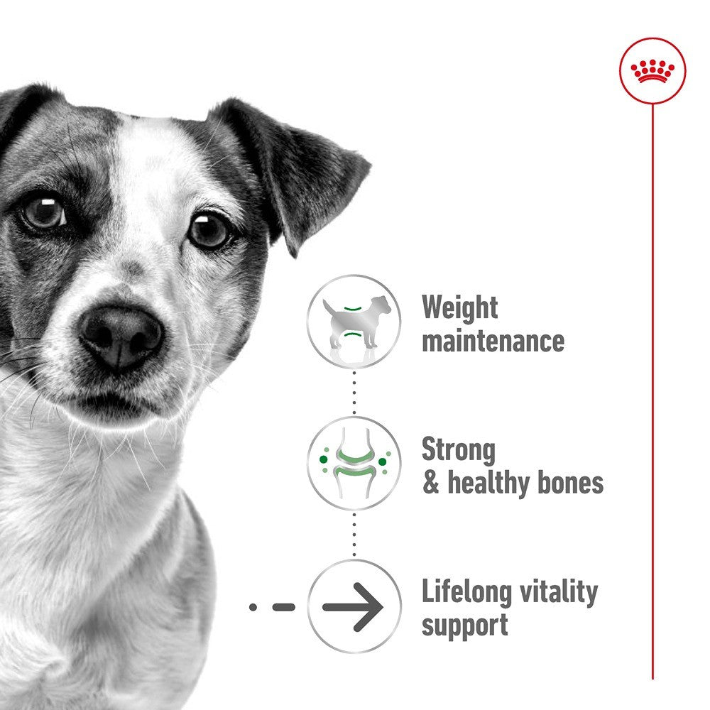 Royal Canin Mini Ageing Loaf Wet Dog Food