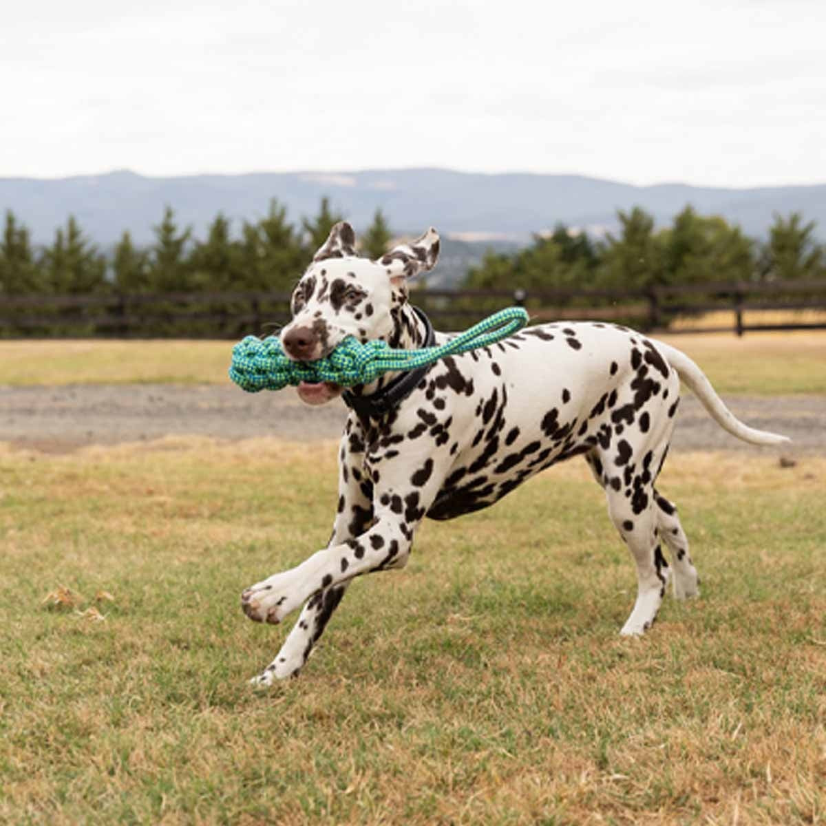 Lexi & Me Bumper with Handle Rope Tug Dog Toy