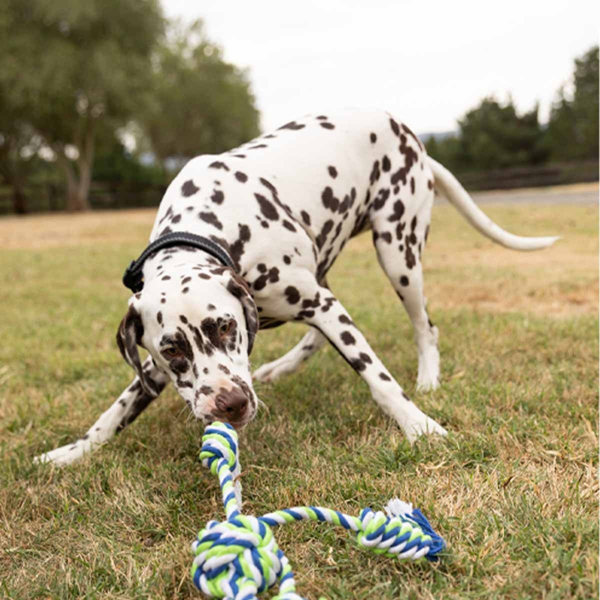 Lexi &Me Triple Knot Rope Tug Dog Toy