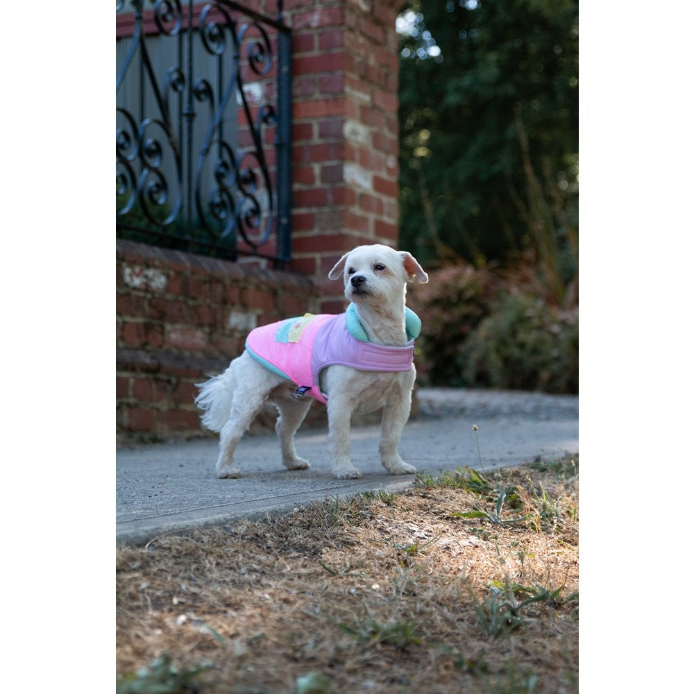 DGG Fashionista Dog Jacket Electrify